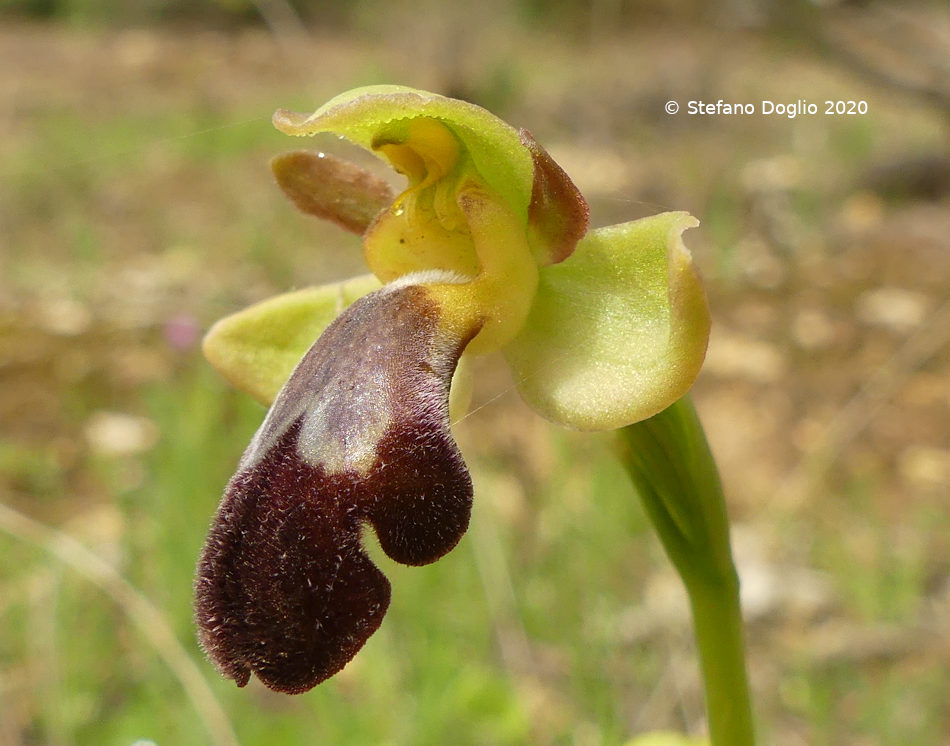 orchidee in Giordania